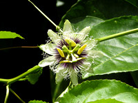 Kaui garden flower