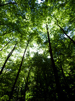 Tree canopy, Anna Ruby Falls, GA