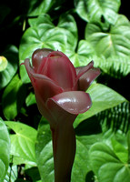 Dominica wax flower