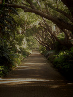 Pathway in Botanical Gardens, South Africa