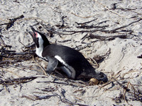 South African penguin lays egg