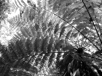 Palm Fronds, Puerto Rico