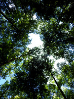 Tree canopy opening, Anna Ruby Falls, GA