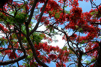 Flowering tree, Old San Juan