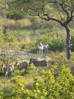 Zebra family