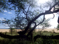 Tree on Mahaka Beach, Oahu, Hawaii