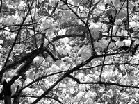 Washington, D.C. cherry blossoms