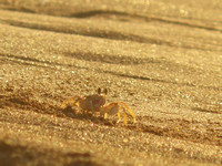 Crab - Kauai